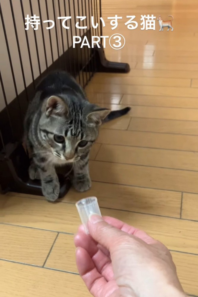 真剣な顔の子猫