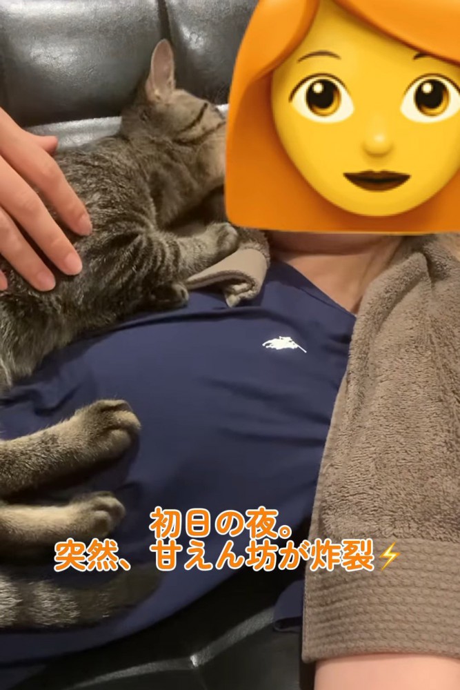 人の顔に近づく猫