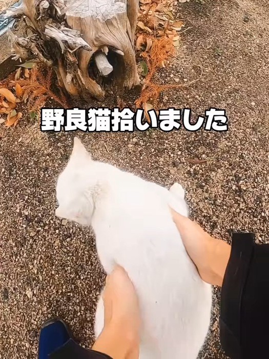 持ち上げられる白猫