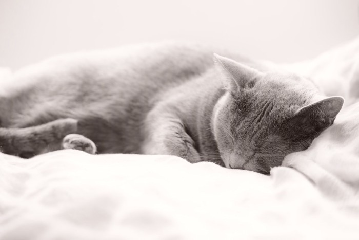すやすや眠るロシアンブルー