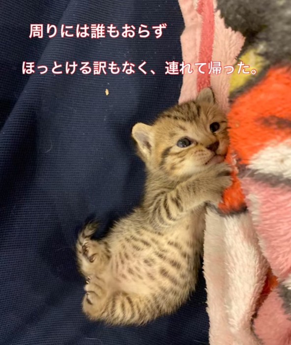 ゴロゴロ寝転がる子猫