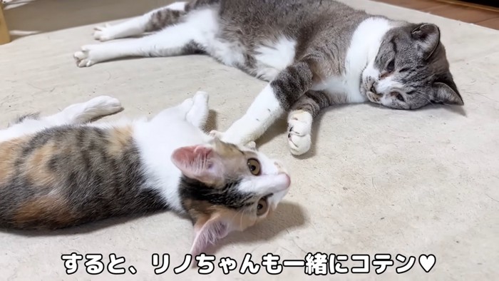 寝転がる子猫と成猫