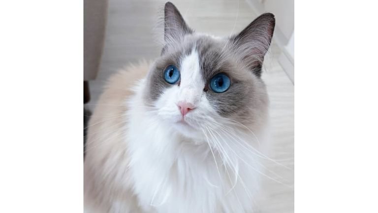 室内にいる猫