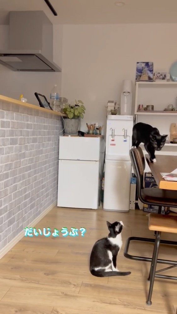 リビングにいる2匹の猫