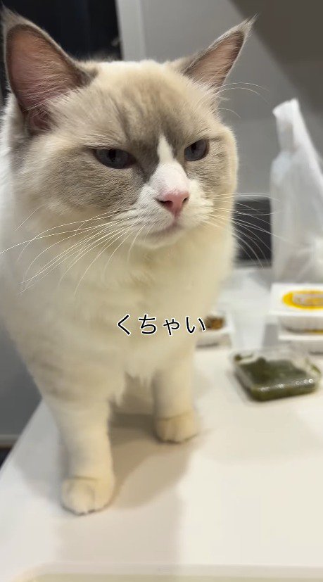 険しい顔をする猫