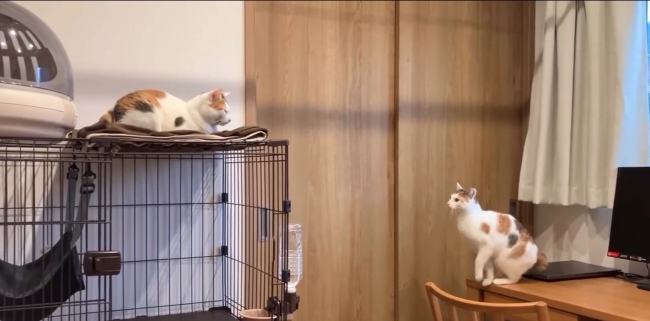 背伸びをする猫