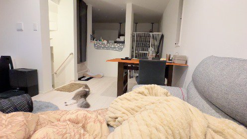 横になったまま飼い主をふり返る猫