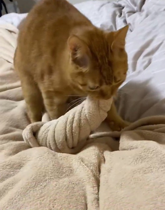 口に咥えた毛布を捻る猫
