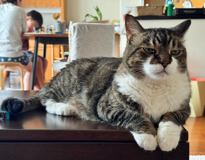 テーブルの上で寝ている猫