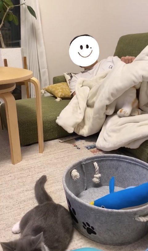 ソファにいる飼い主にお尻を向けてくつろぐ猫