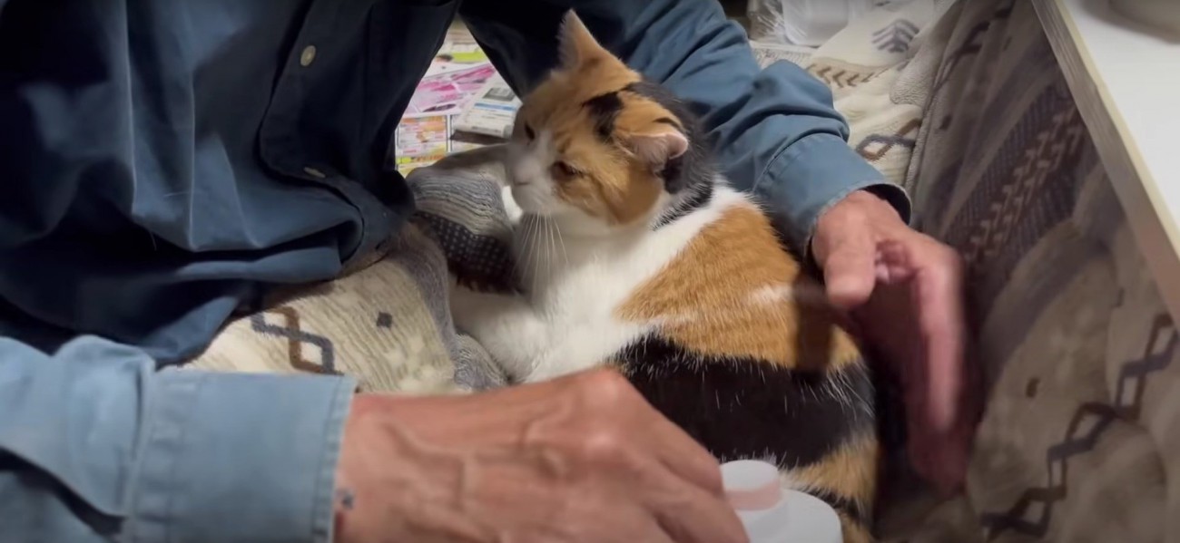 ブラッシングをしてもらう猫