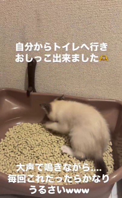 砂をかけている子猫%％上手にできたね