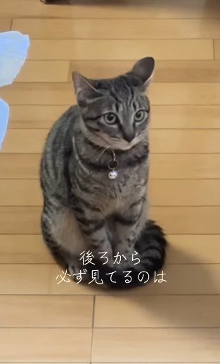 左右で耳の角度が異なる猫