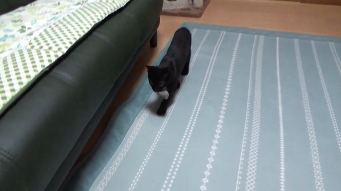 おもちゃをくわえてくる猫