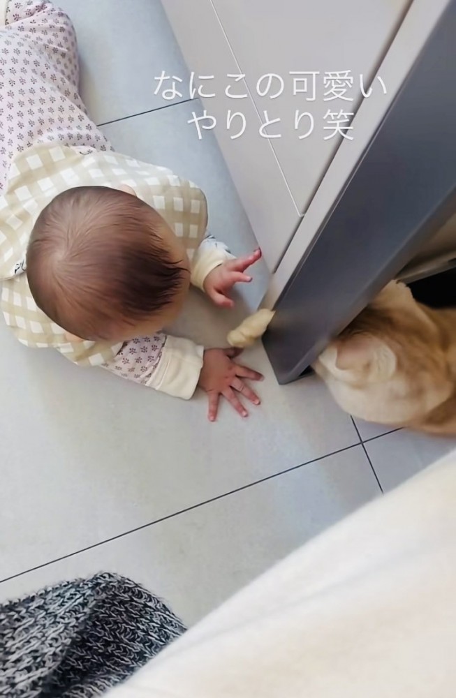 手をちょんちょんし合うスコティッシュフォールドと赤ちゃん