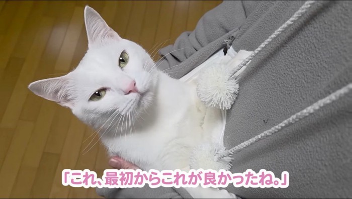 パーカーのポケットから顔を出す猫