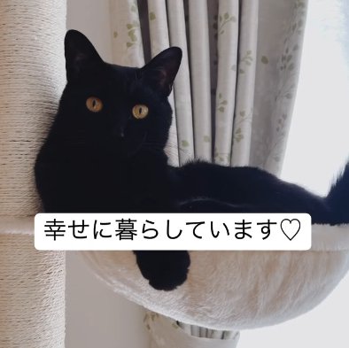 キャットタワーでくつろぎカメラ目線の猫