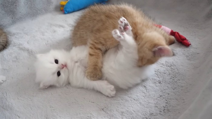 おしりを舐められている子猫