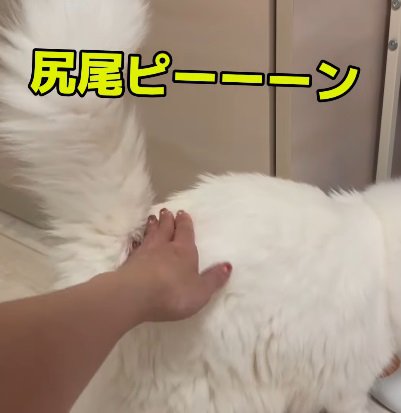 猫のお尻を触る人（尻尾ピーーーん）