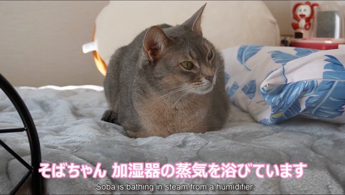 加湿器のそばに座る猫
