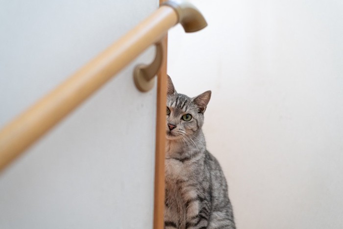 階段の上からのぞき見をする猫