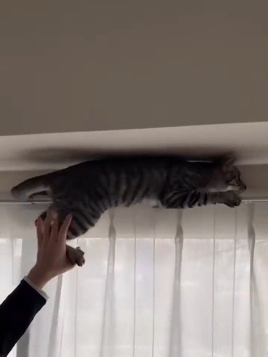 カーテンレールに乗る猫