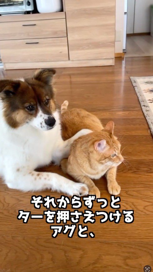 伏せた状態で猫の背中に前足を乗せる中型犬