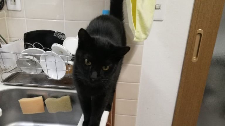 キッチンにいる猫