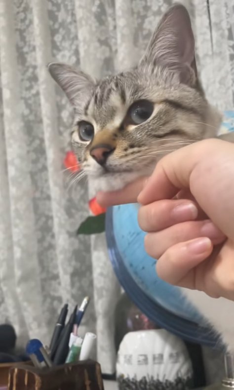 カーテンの前で飼い主にしゃくれさせられている猫