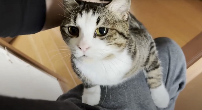 膝にのぼってくる猫