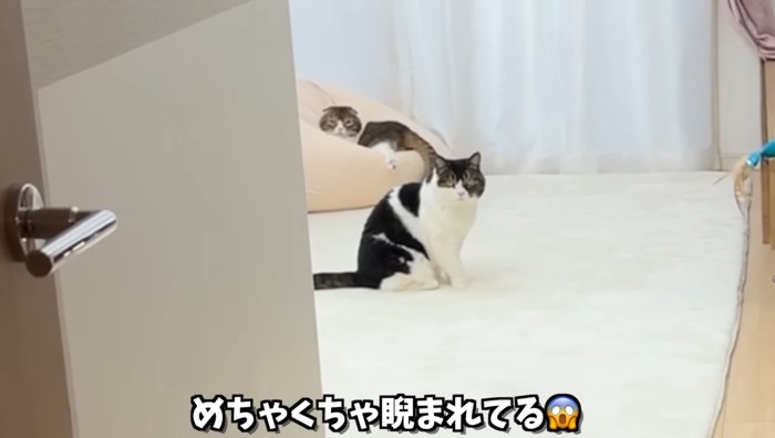 睨まれてる