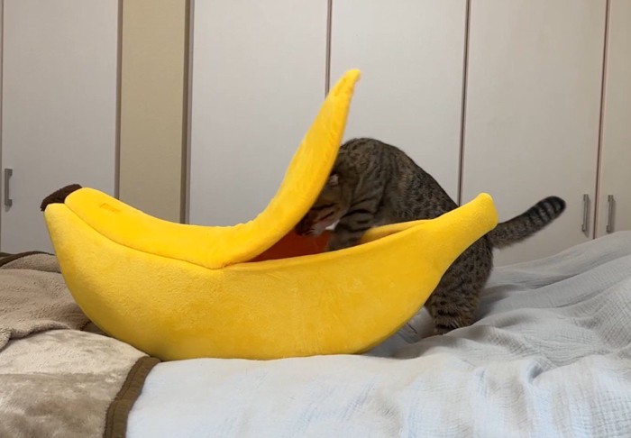 バナナ型ハウスの中に潜っていく猫