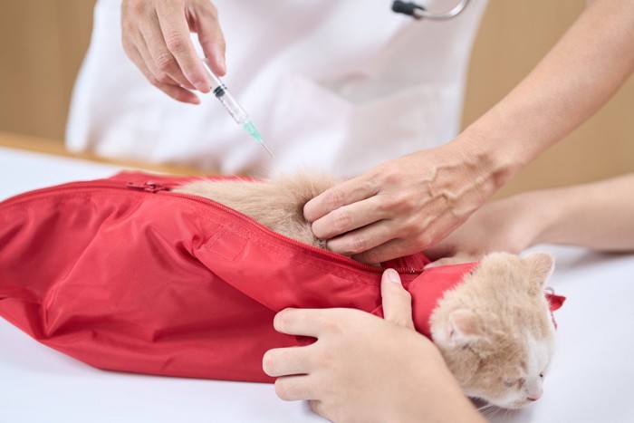 保定袋に入れられた猫