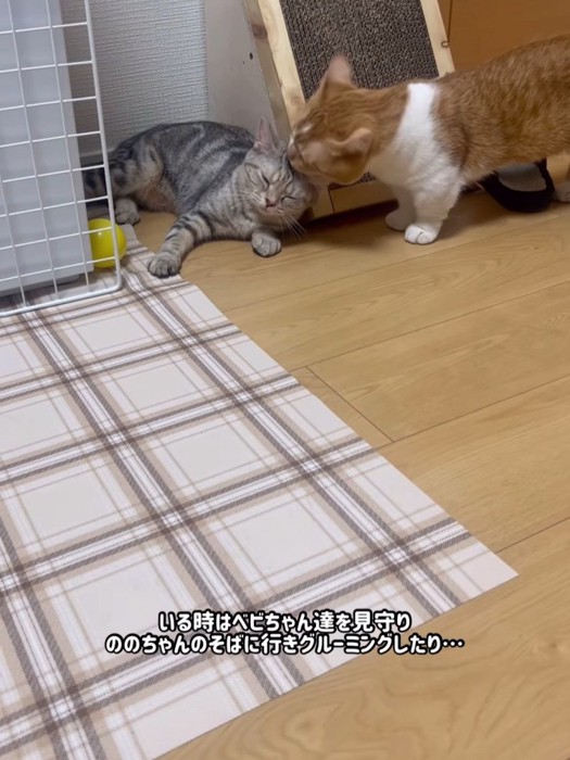 猫の頭を毛づくろいする猫