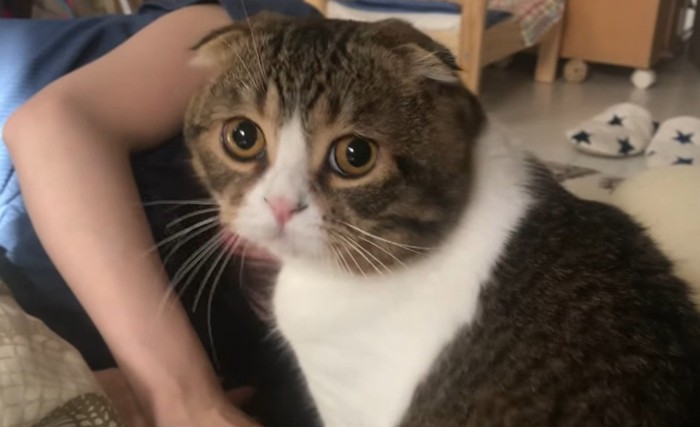 カメラをじっと見つめる猫