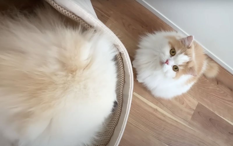 キャリーの中の犬とそれを見つめる猫