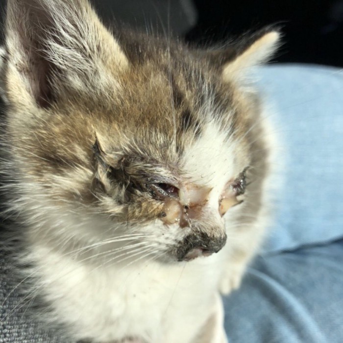 目が開かない猫