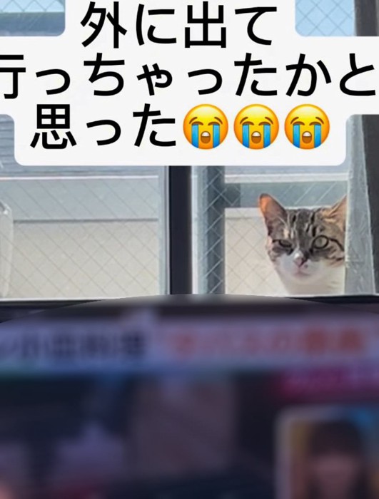飼い主さんを見つめるメルくん