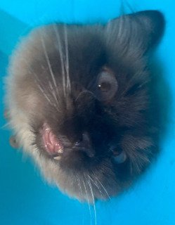 猫の顔のアップ2