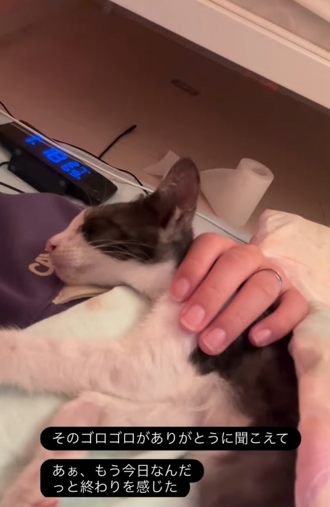 腕の中で眠る子猫