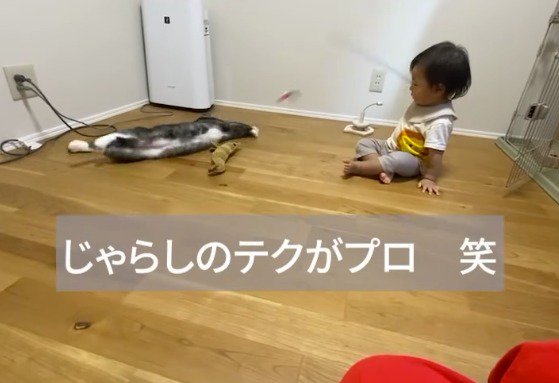 猫に向かって猫じゃらしを振る赤ちゃん