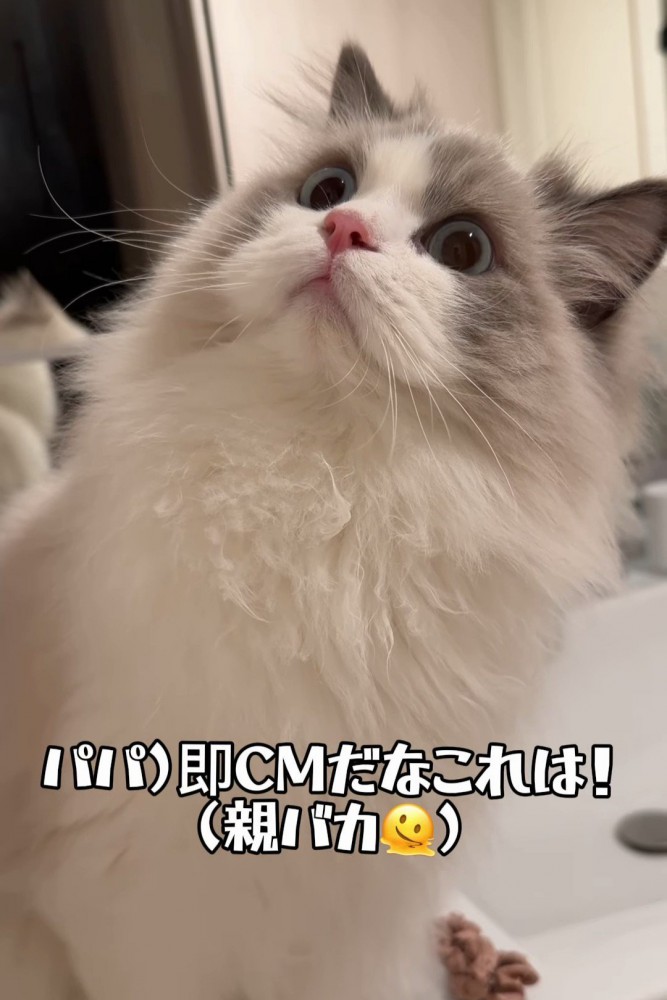目を丸くする猫