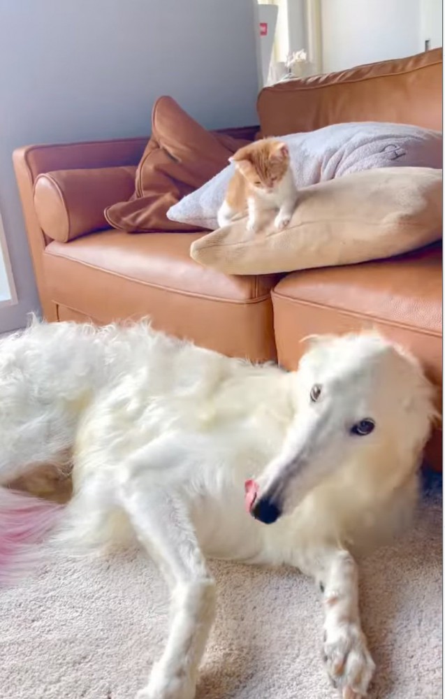休む犬