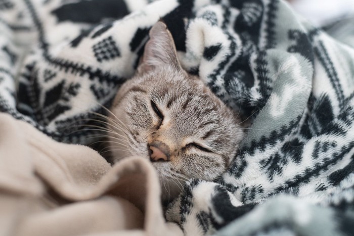 毛布の中で寝る猫