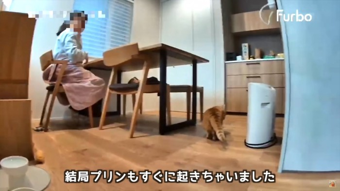 テロップ「結局プリンも~」