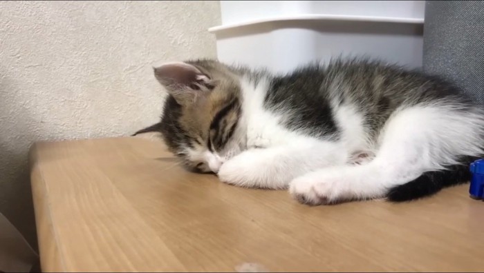 テーブルの上で眠る子猫