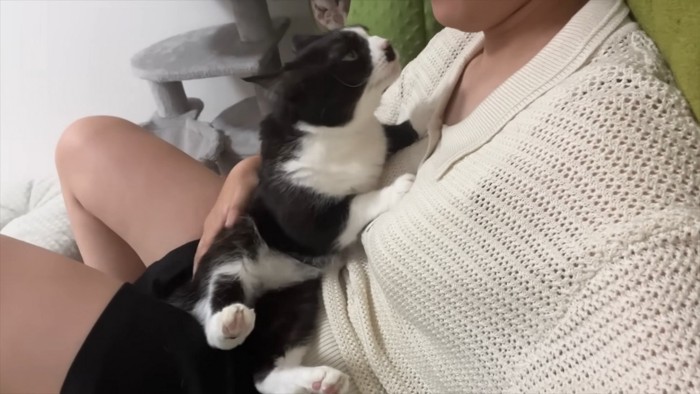 顔を見て甘えるくろまめちゃん