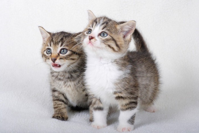 並んでいる2匹の子猫