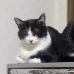 電子レンジの上で目を閉じる右腕が黒い猫