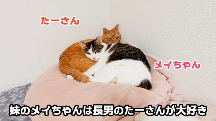 くっついてくつろぐ二匹の猫